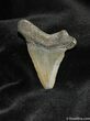 Small Megalodon Shark Tooth #560-1